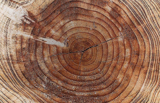 /blogs/featured-projects/let-s-talk-about-wood